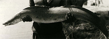 Record photograph for Gymnarchus niloticus